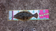 ヒラメの釣果