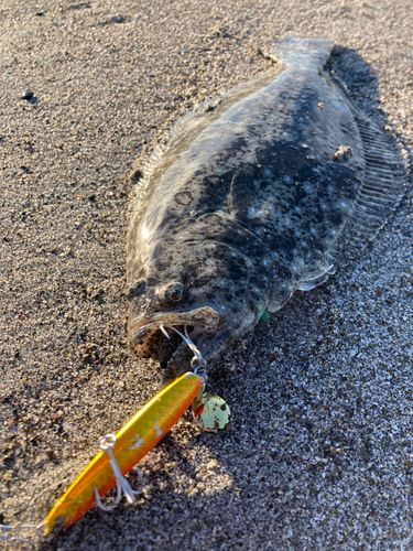 ソゲの釣果