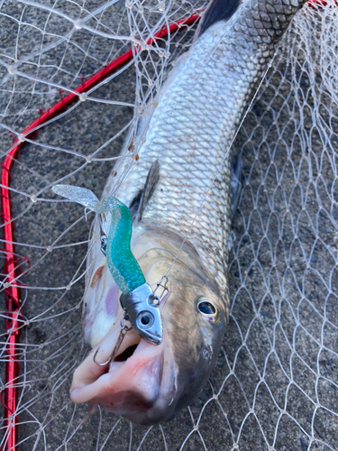 ニゴイの釣果