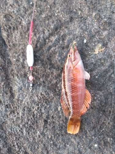 アカササノハベラの釣果