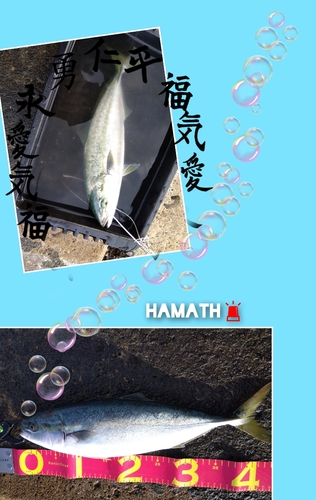 ハマチの釣果