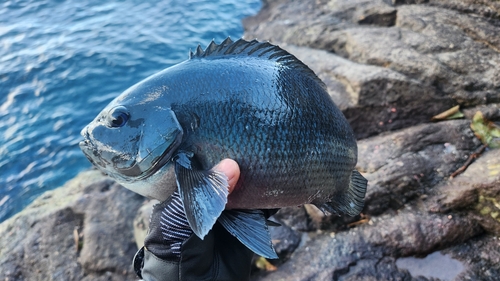 メジナの釣果