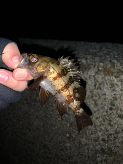 メバルの釣果