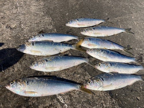 コノシロの釣果