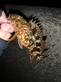 カサゴの釣果