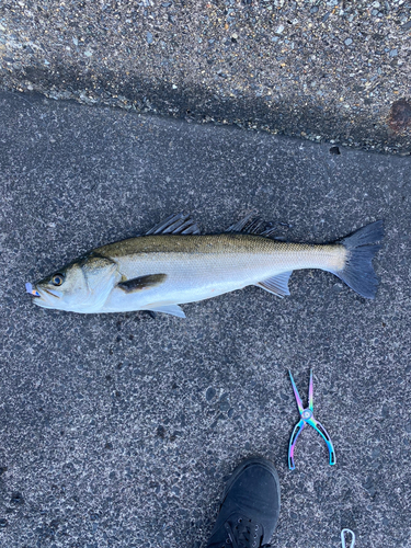 スズキの釣果