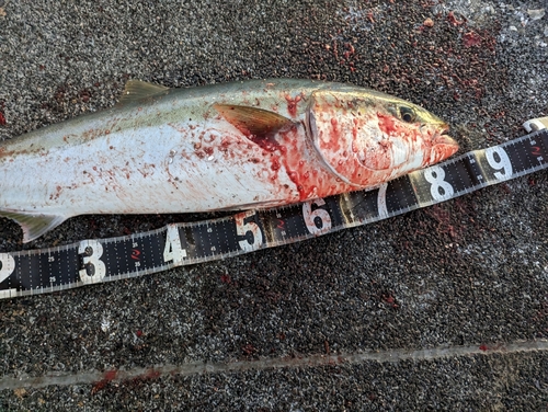 ブリの釣果