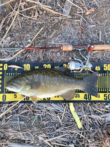 スモールマウスバスの釣果