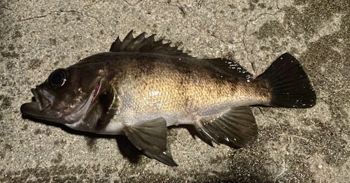 メバルの釣果