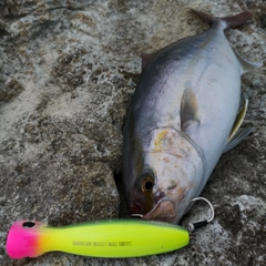 カンパチの釣果