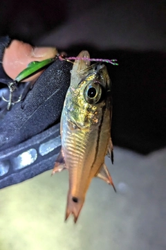 ネンブツダイの釣果