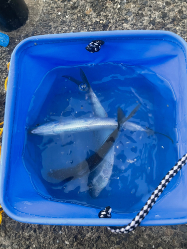 コノシロの釣果