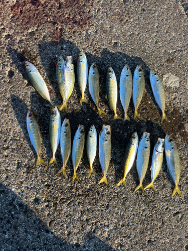 アジの釣果