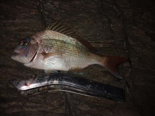 マダイの釣果