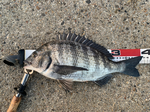 クロダイの釣果