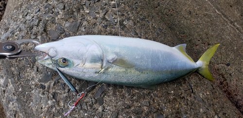 チャボの釣果