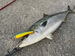 ブリの釣果