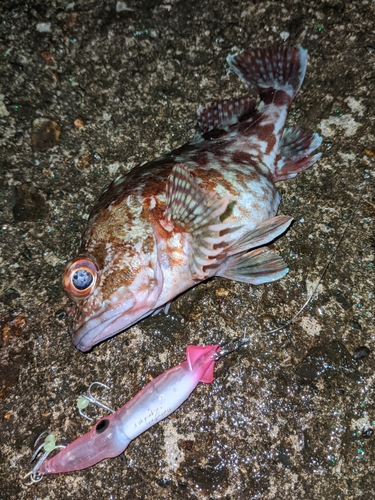 カサゴの釣果