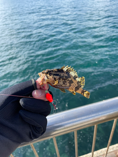 タケノコメバルの釣果