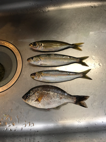 カタボシイワシの釣果