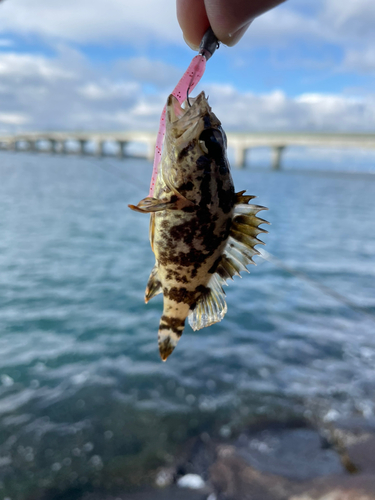 メバルの釣果