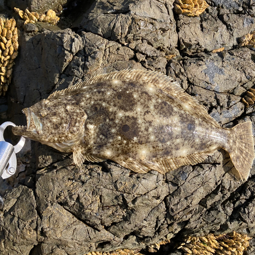 ソゲの釣果