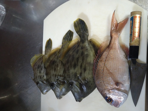 マダイの釣果