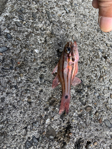 ヨコスジイシモチの釣果