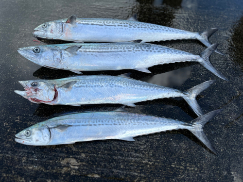 サゴシの釣果