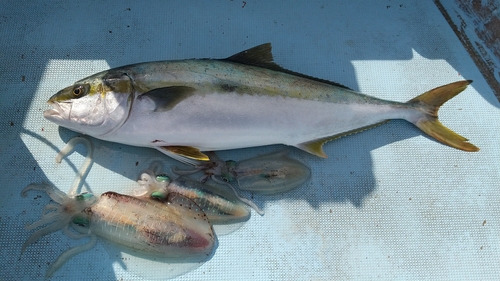 ヒラマサの釣果