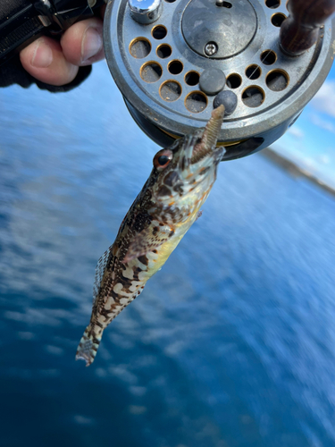 アナハゼの釣果