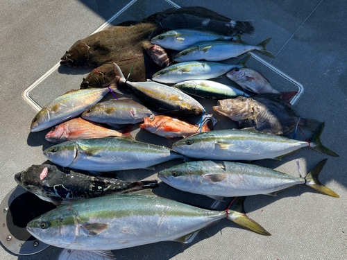 ワラサの釣果