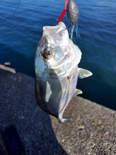 メッキの釣果