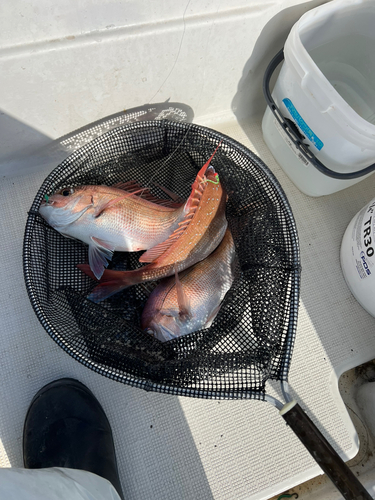 マダイの釣果