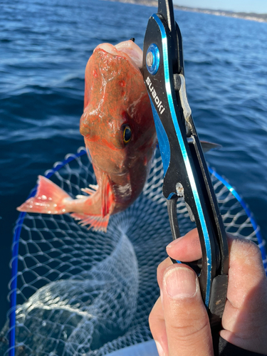 ホウボウの釣果