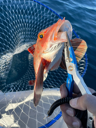 ホウボウの釣果