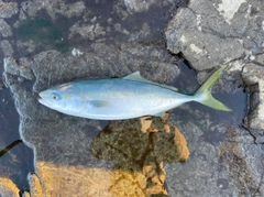 イナダの釣果