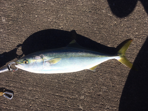 イナダの釣果