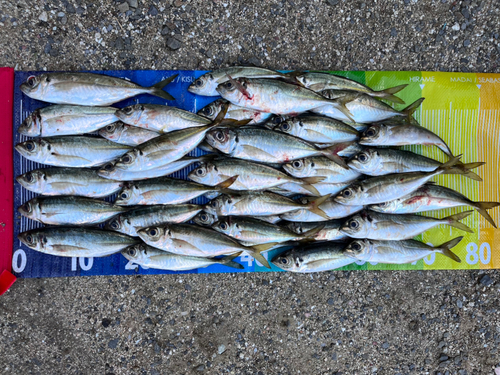 アジの釣果