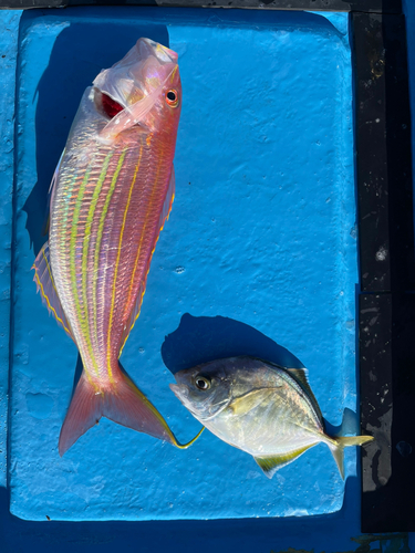 イトヨリダイの釣果