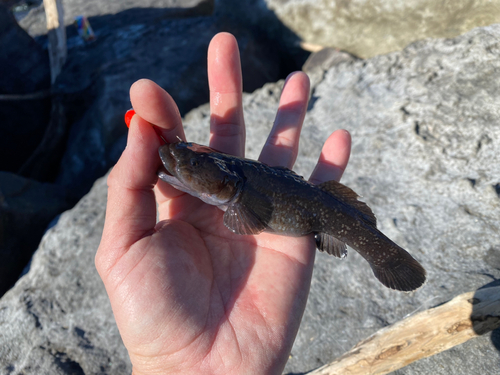 チチブの釣果