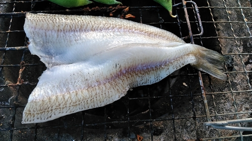 シロギスの釣果