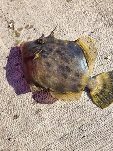 カワハギの釣果