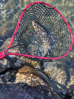 ブラウントラウトの釣果