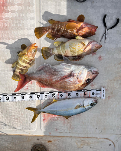 マダイの釣果