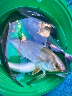 カンパチの釣果