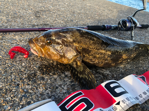 アイナメの釣果