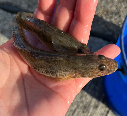 マハゼの釣果