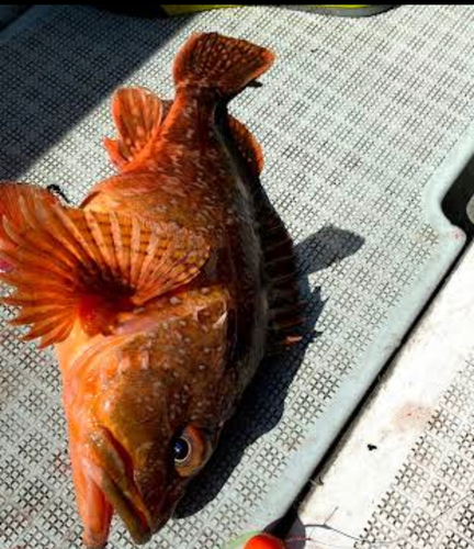 ボッコの釣果