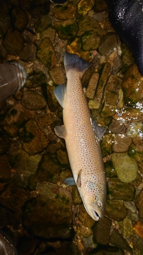 ブラウントラウトの釣果